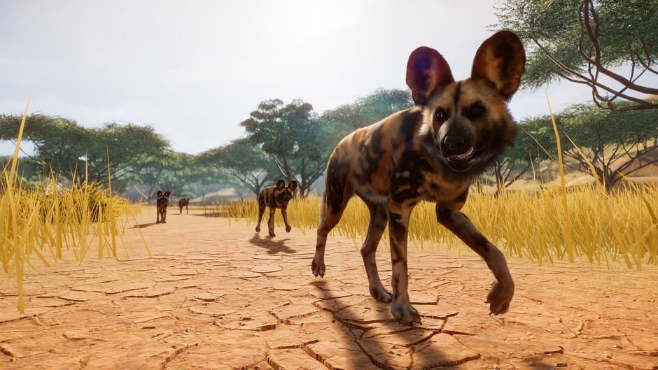 PLanet Zoo: Europe Pack DLC Cover Image Steam