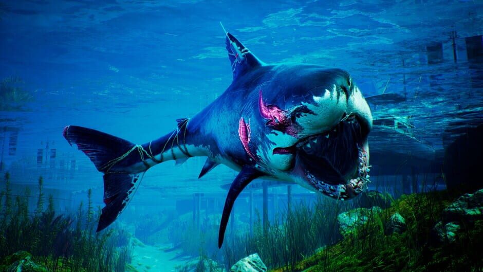 Maneater Apex Edition Cover Image Epic Games